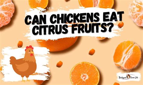 Is citrus bad for chickens?