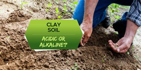 Is clay soil acidic?