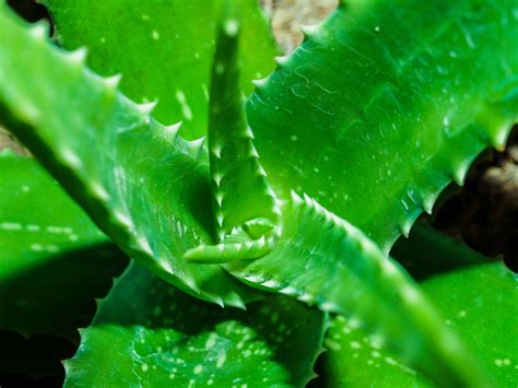 Is clear or green aloe better?