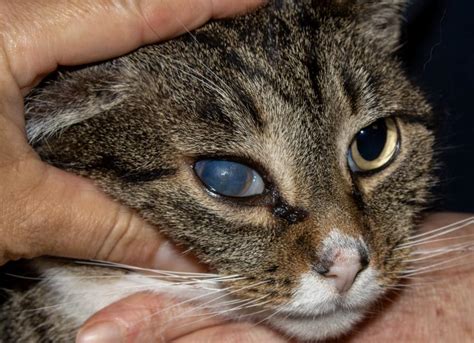 Is cloudy eye painful for cats?