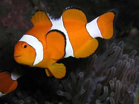 Is clownfish plural?