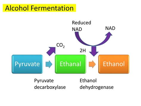 Is co2 produced during fermentation?