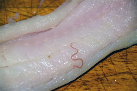 Is cod a wormy fish?