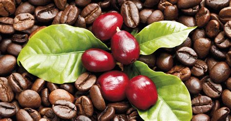Is coffee a bean or a fruit?
