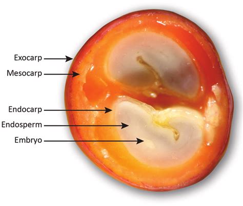 Is coffee a drupe?