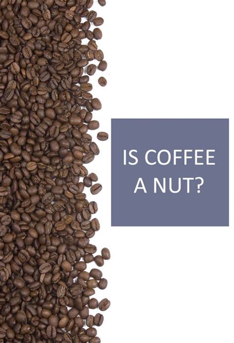 Is coffee a nut or a bean?