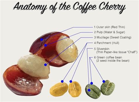 Is coffee a seed or a fruit?