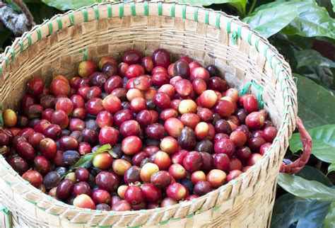 Is coffee cherry a fruit?