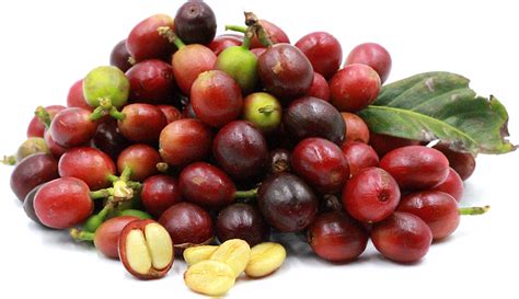 Is coffee fruit a berry?