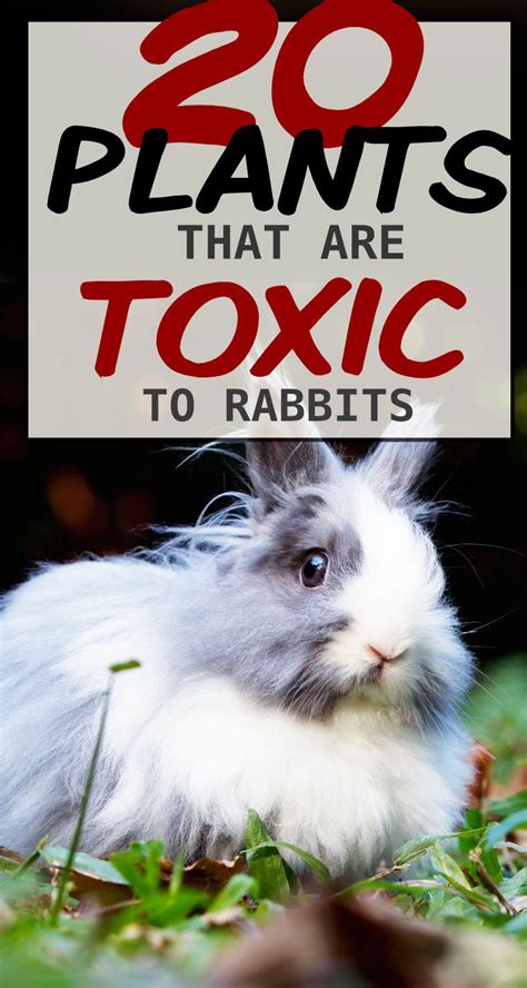 Is coffee toxic to rabbits?