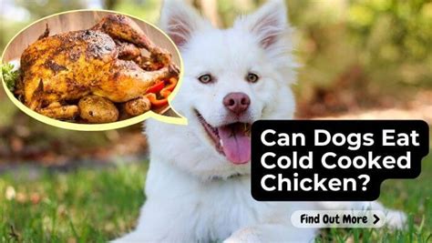 Is cold cooked chicken good for dogs?