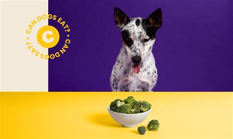 Is cooked broccoli better for dogs?