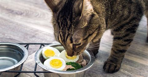 Is cooked egg good for cats?