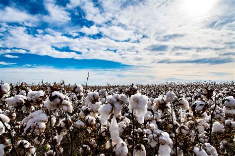 Is cotton OK in summer?