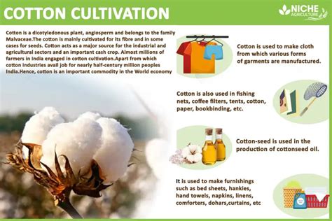 Is cotton a carcinogen?