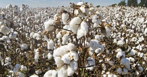 Is cotton bad for hot weather?