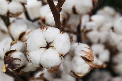 Is cotton good for all seasons?