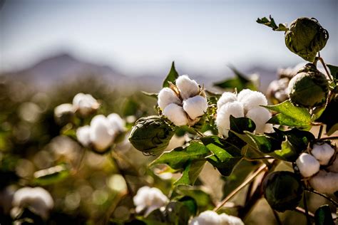 Is cotton toxic free?