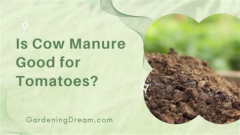 Is cow manure good for sweet potatoes?