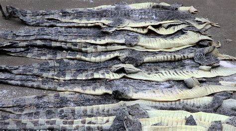 Is crocodile skin illegal in the US?