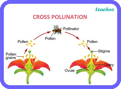 Is cross pollination real?