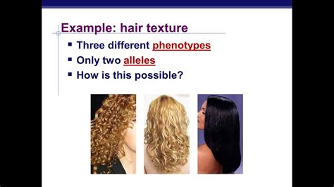 Is curly hair completely dominant?