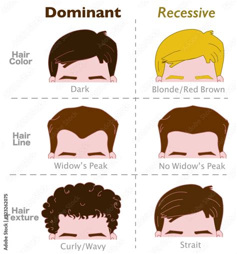 Is curly hair dominant or recessive?