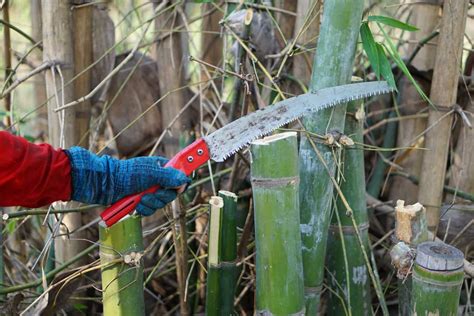 Is cutting bamboo deforestation?