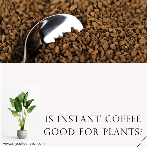 Is diluted coffee good for plants?