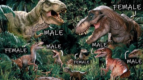 Is dinosaur a male or female?