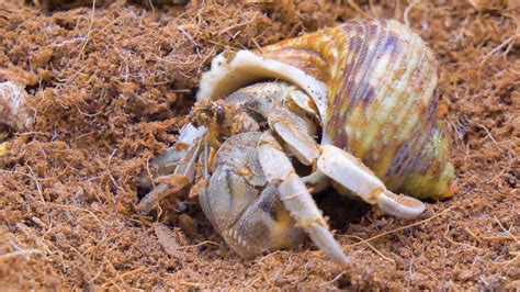 Is dirt OK for hermit crabs?