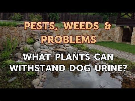 Is dog pee OK for plants?