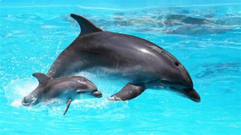 Is dolphin a baby or egg?