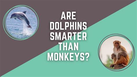 Is dolphin or monkey smarter?