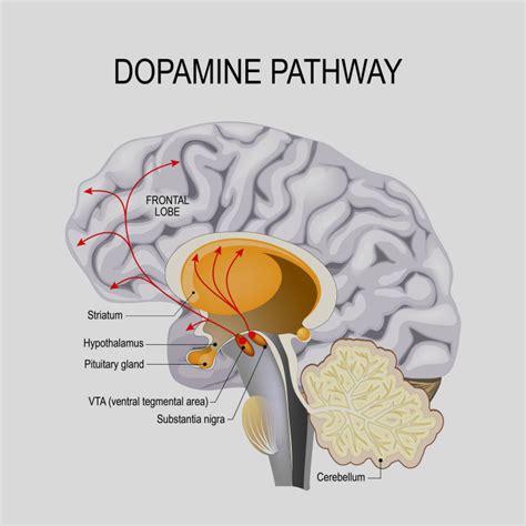 Is dopamine high or low in OCD?