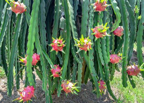Is dragon fruit a cactus?