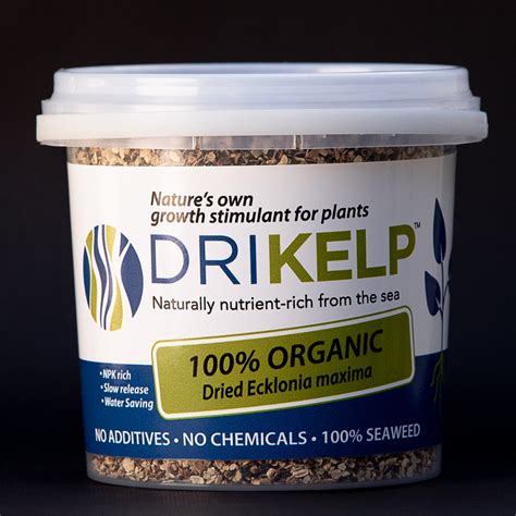 Is dried kelp a good fuel?