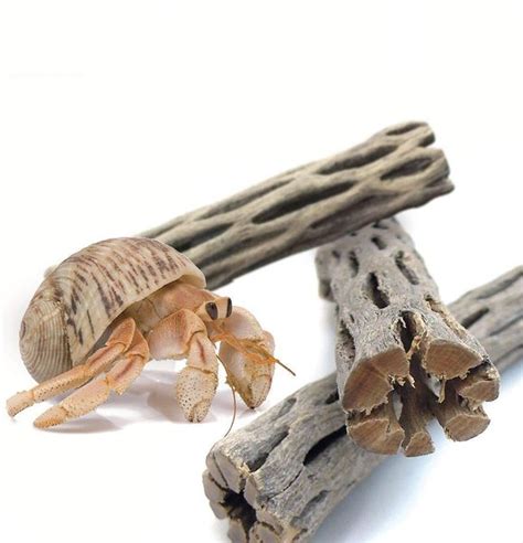 Is driftwood OK for hermit crabs?