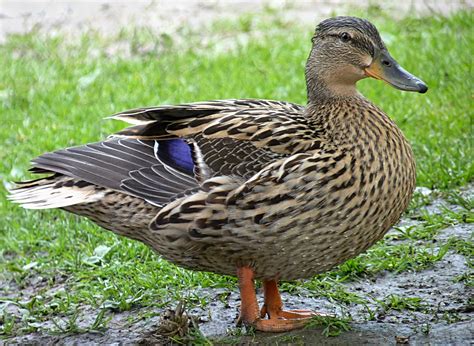 Is duck female or female?