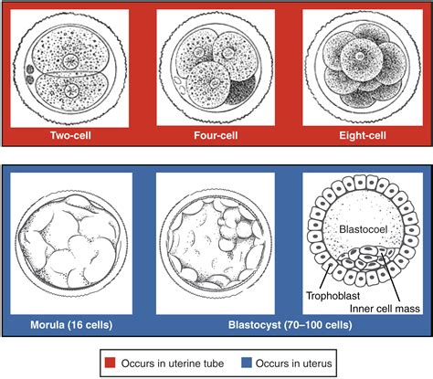 Is each embryo a single cell?