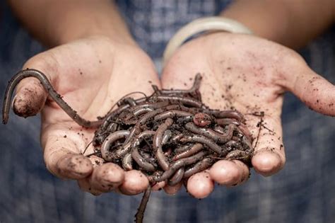 Is earthworm harmful to humans?