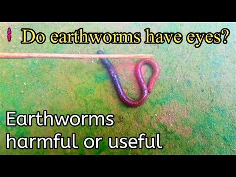 Is earthworm harmful to man?
