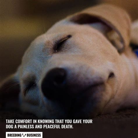 Is euthanasia painful for a dog?