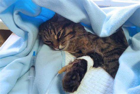 Is euthanasia painful for cats?