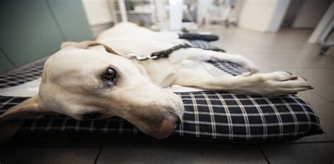 Is euthanasia scary for dogs?