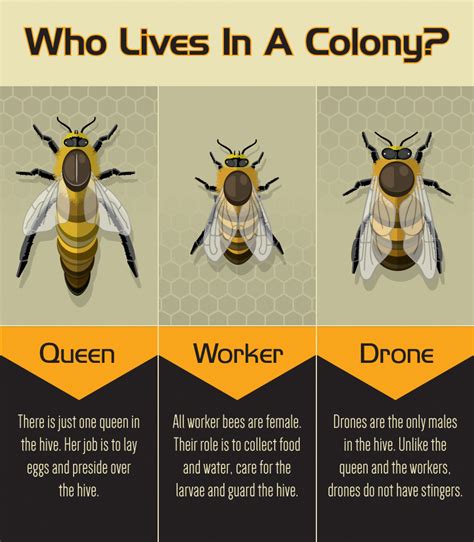 Is every bee a male?