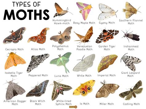 Is every butterfly a moth?