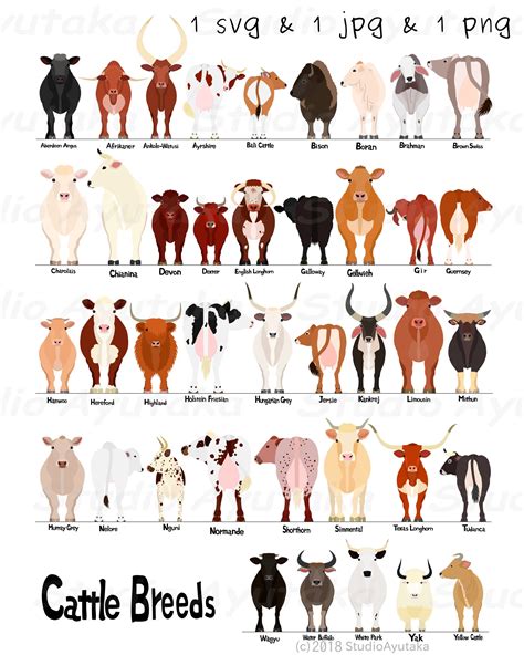 Is every cow a female?