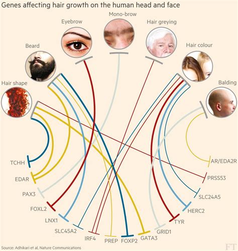 Is facial hair all genetics?