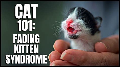 Is fading kitten syndrome real?